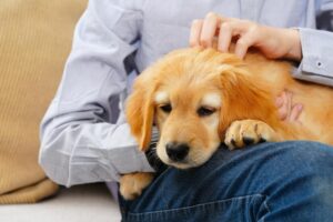 Pet Illnesses Prevention and Treatment