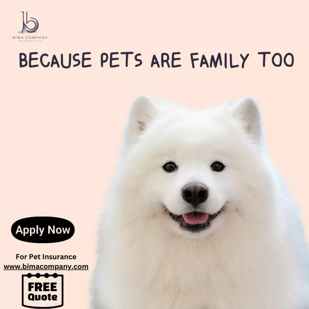 Pet Insurance