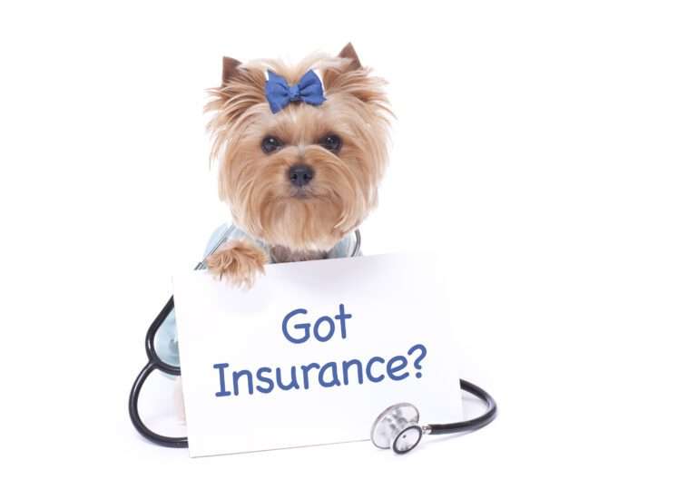 Pet Insurance Providers in Delhi