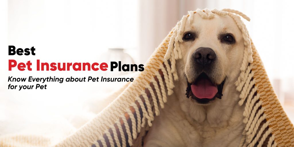 Best Pet Insurance Plan