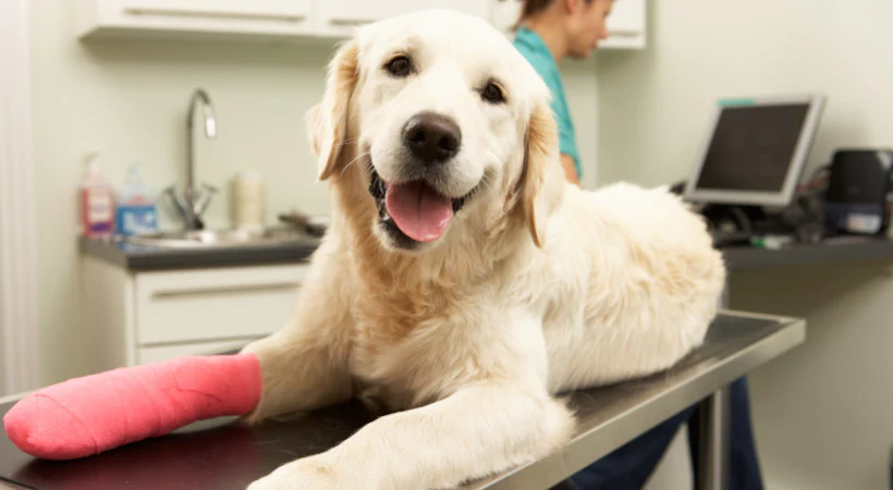 Top 5 Reasons Why Pet Insurance is Essential for Every Pet Owner